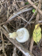 Agaricus placomyces