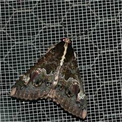 Sphingomorpha chlorea