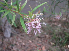 Grevillea sericea