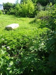 Pastinaca sativa sylvestris