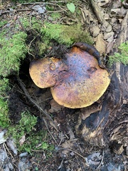 Cyanoboletus pulverulentus