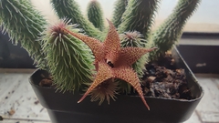 Huernia pillansii