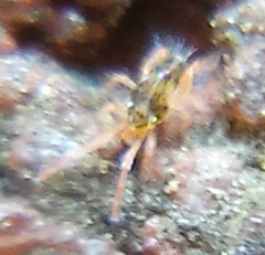 Eupodidae