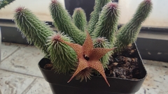 Huernia pillansii