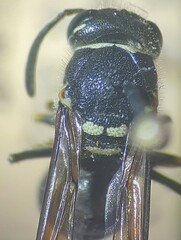 Aculeata