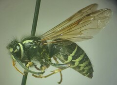 Vespula