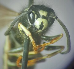 Vespula