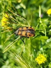 Astylus trifasciatus