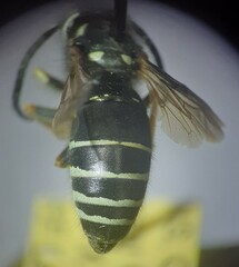 Vespula
