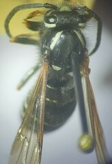 Vespula