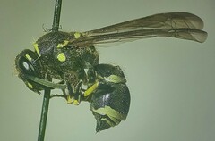Aculeata