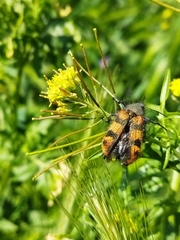 Astylus trifasciatus