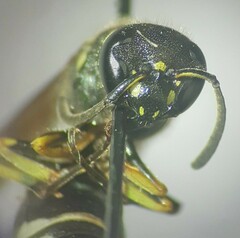Aculeata