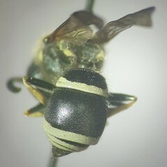 Aculeata