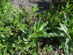 Cirsium arvense integrifolium