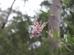 Grevillea sericea