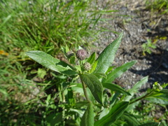 Cirsium arvense integrifolium