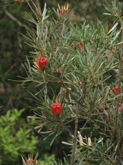 Lambertia formosa