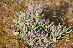 Carpobrotus modestus