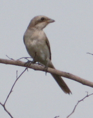 Lanius isabellinus