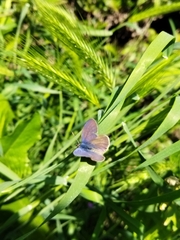 Leptotes trigemmatus