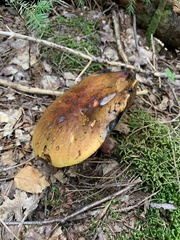 Cyanoboletus pulverulentus