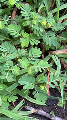 Phyllanthus urinaria