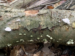 Pleurotus pulmonarius