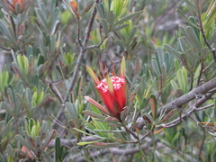 Lambertia formosa