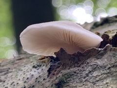 Pleurotus pulmonarius