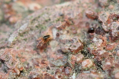 Eupodidae