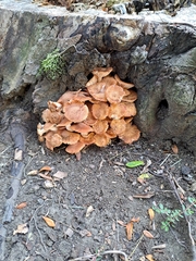 Physalacriaceae