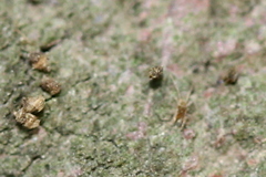 Eupodidae