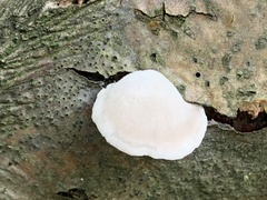 Pleurotus pulmonarius