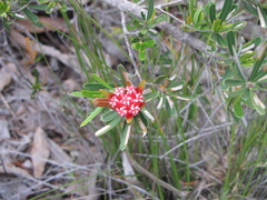 Lambertia formosa
