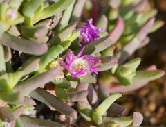 Carpobrotus modestus