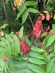 Rhus typhina