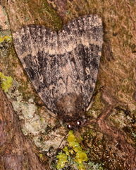 Amphipyra pyramidea