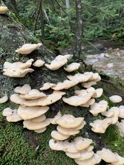 Climacocystis borealis