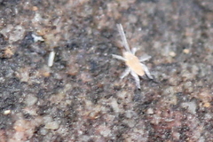 Eupodidae