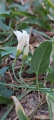 Convolvulus arvensis