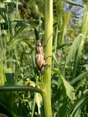 Naupactus xanthographus