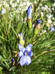 Orthrosanthus multiflorus