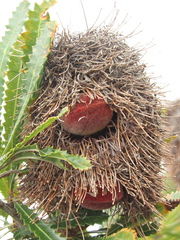 Banksia serrata