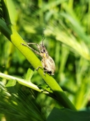 Naupactus xanthographus