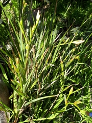 Orthrosanthus multiflorus