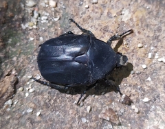 Protaetia opaca