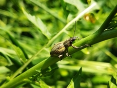 Naupactus xanthographus