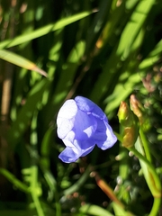 Orthrosanthus multiflorus