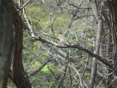 Turdus